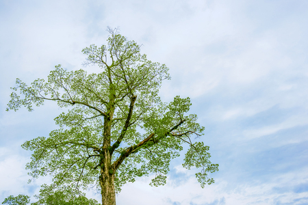 Fresh green trees and  sky and cloudsの写真素材