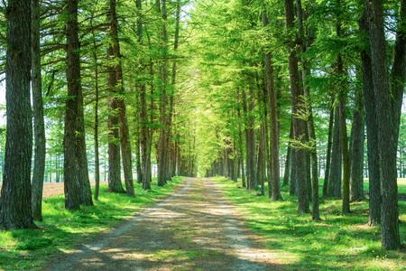 Way of a coniferous treeの写真素材