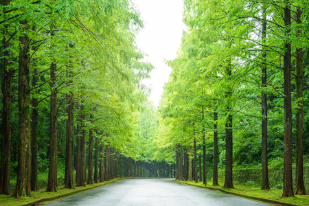 Road of big trees.の写真素材