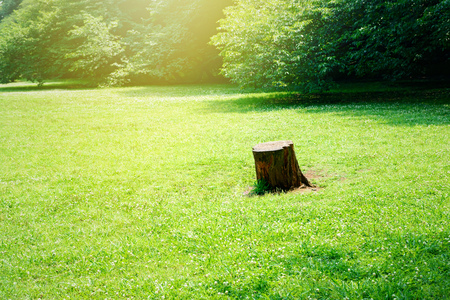 Lawn and stumpの写真素材