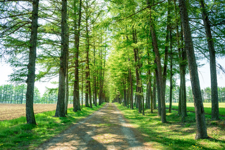 Way of a coniferous treeの写真素材
