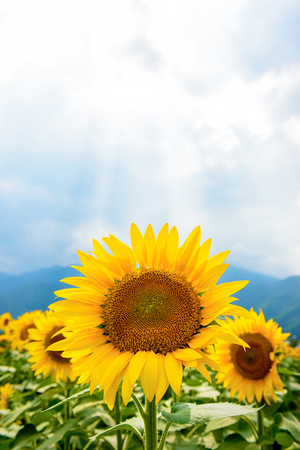 Sunflowerの写真素材