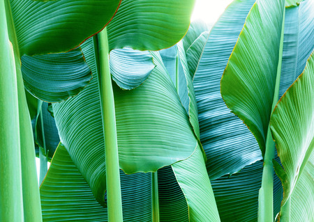 Tropical plantの写真素材