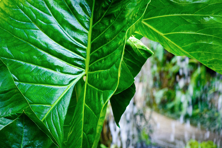 Tropical plantsの写真素材