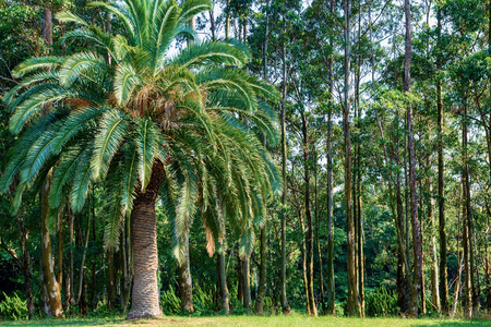 Tropical plant forestの写真素材