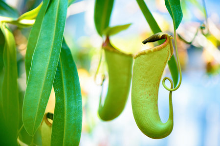 Carnivorous plantの写真素材
