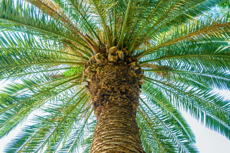 Tropical plantの写真素材