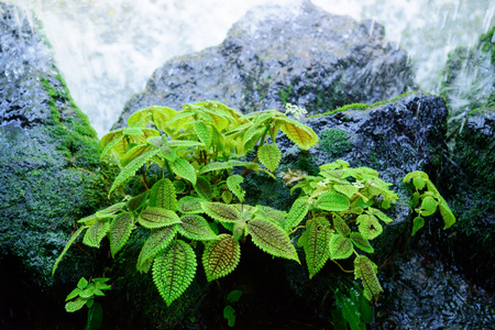 Tropical plantsの写真素材