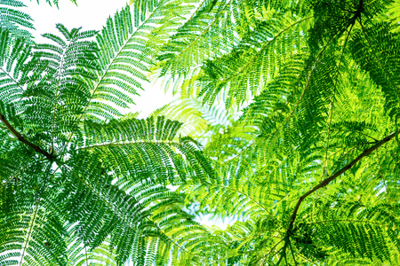 Tropical plantの写真素材