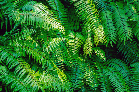 Tropical plants. Ferns.の写真素材
