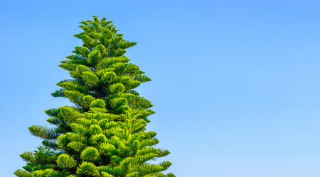 Blue sky and coniferous treesの写真素材