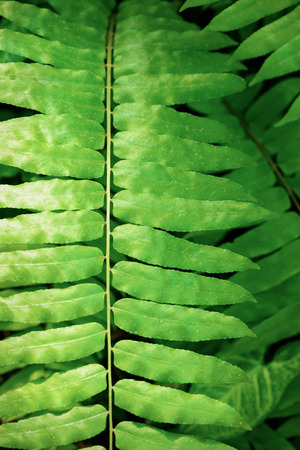 Tropical plantの写真素材