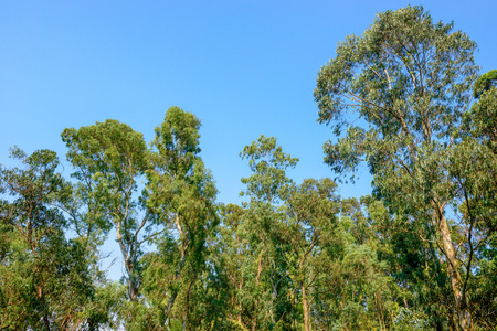 Eucalyptus forestの写真素材