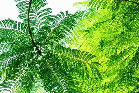 Tropical plantの写真素材