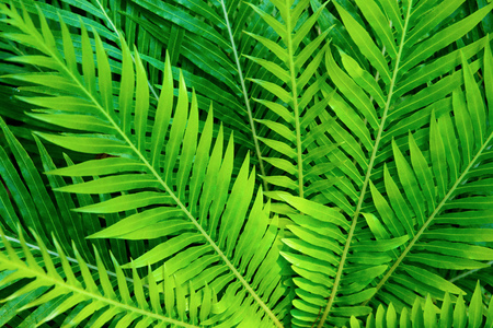 Tropical plants. Ferns.の写真素材