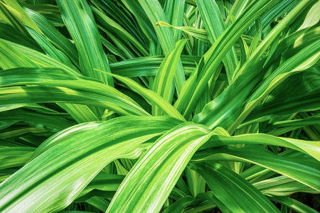 Tropical plantの写真素材