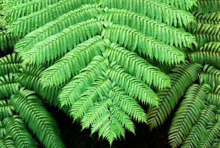 Tropical plants. Ferns.の写真素材