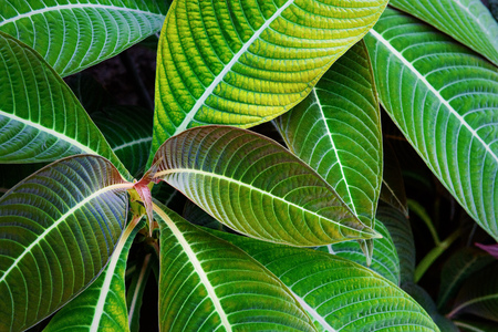 Tropical plantsの写真素材
