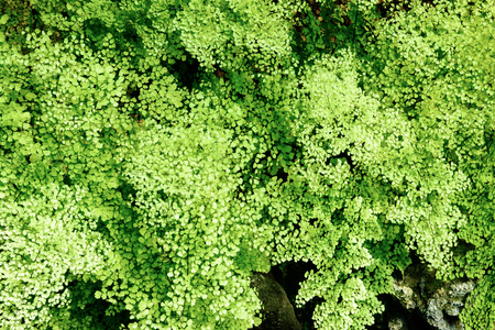 Tropical plants. Ferns.の写真素材