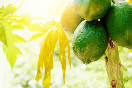 Tropical fruit, Papaya.の写真素材