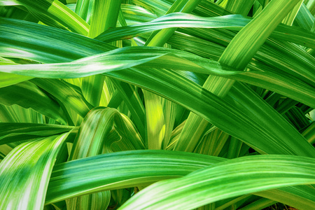 Tropical plantの写真素材