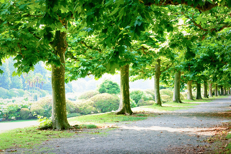 High Trees Parkの写真素材
