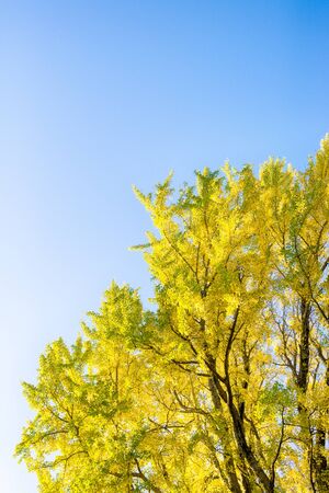 Season of autumn leaves.の写真素材