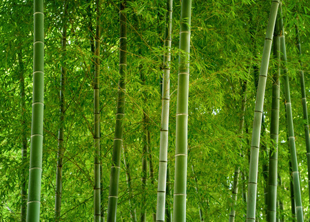 Bamboo forest in Japan.の写真素材
