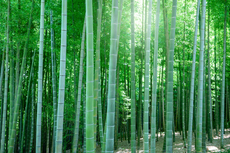 Bamboo forest in Japan.の写真素材