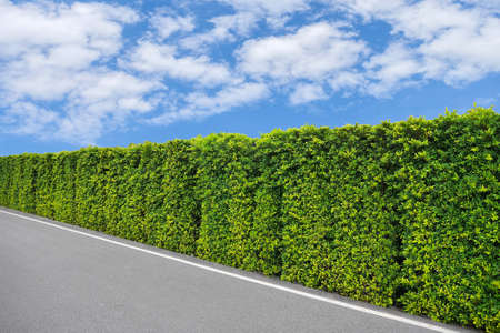 green tree wall fence and alley on blue sky background with clipping paths for landscape and garden decorationの写真素材