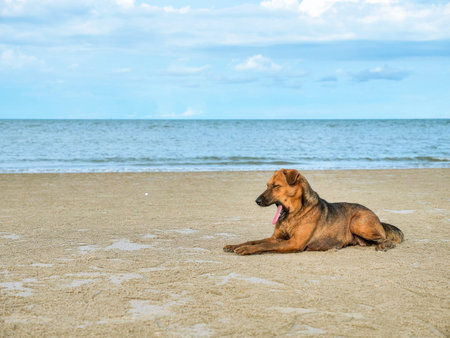 sleepy brown dog yawn and lie down on beach with white sand and water on sky backgroumdの写真素材
