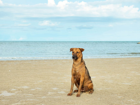 brown dog sit on beach looking to left side side with white sand and water on sky backgroumd