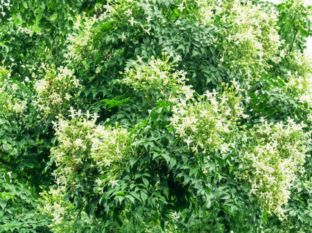 white indian cork flower bouquets on green leaves shrub of millingtonia tree a bloming flowers...