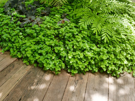 wooden walk path with green leavs shrubs of fern and mint for park and gardening design