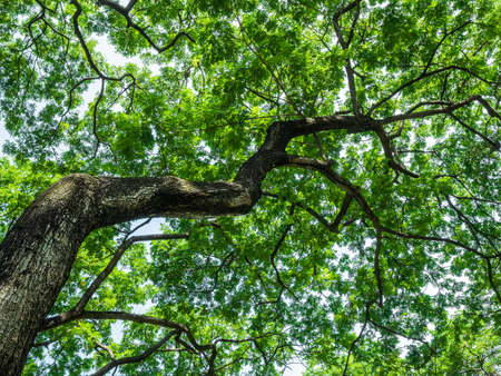 big tree branch and leaves a nature green leaf background of monkey pod tree shrub from bottom view angle or beautiful shady scene in the parkの写真素材
