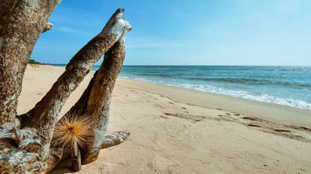 pine wood stump and spinifex flower on white sand beach with clear wave water over blue sky with white clouds a beautiful scene in nature of seascape backgroundの写真素材