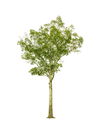 Isolated  tree of dipterocarpus alatus with   on white backgroundの写真素材