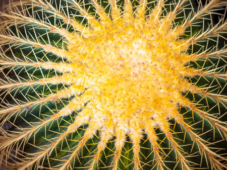 golden barrel cactus or echinocactus grusonii a popular spiny ball desert plant by closeup detail of spikesの写真素材