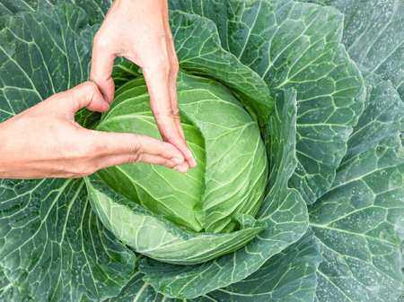 heart-shaped fingers of farmer hands on green cabbage the gardener takecare her vegetable farm with love to produce healthy food ingredientの写真素材