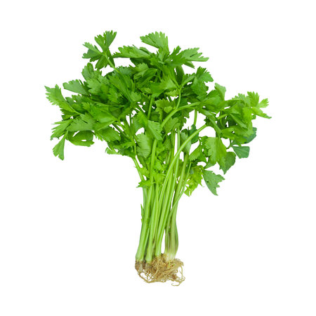 isolated parsley or celery the aromatic green leaves vegetable used as a culinary herb and for garnishing food ingredientの写真素材