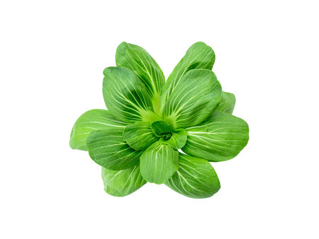 isolated top view of green lettuce cantonese vegetable a fresh cultivated plant with edible leaves for healthy food and salad ingredient from organic farmの写真素材