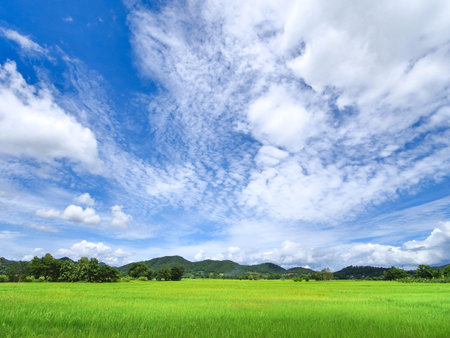 green rice field front of moutain under blue sky with white fluffy clouds