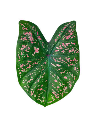 isolated caladium multicolor leaf green color and pink dot  on white background by closeup texture of beautiful vivid unique heart shape of topical potted plantの写真素材