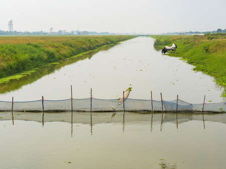 stork bird flying and  white egret stand on water to foraging in canal near green grass bank a natural wildlife routine scene of tropical migratory birds in the wetlandの写真素材