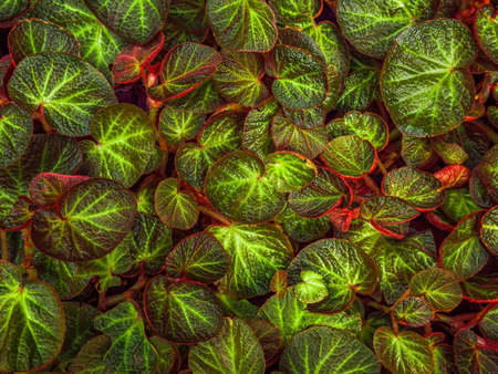 art and beautiful in nature of begonia leaves by closeup the vivid green and red begonia rex leaf texture for flower and  abstract backgroundの写真素材