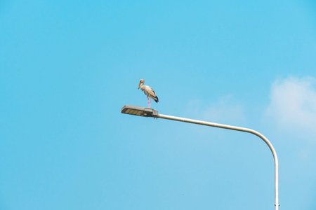 stork bird perched on lighting pole over blue sky with white clouds a beautiful in nature scene of...