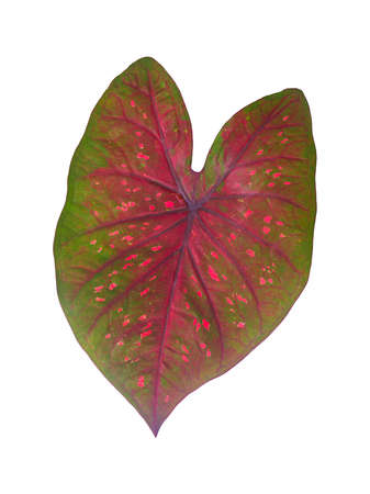 isolated caladium green leaf color with red line and dots   on white background a closeup texture of beautiful vivid and unique heart-shaped of topical leafy potted plantの写真素材