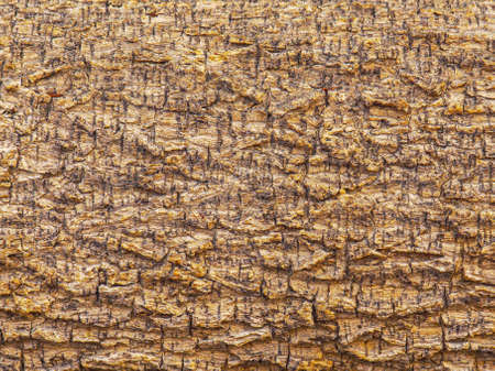 abstract brown wooden nature background by closeup rough cracked texture surface of indian cork tree a dry hard wood log in tropical forest for graphic designの写真素材