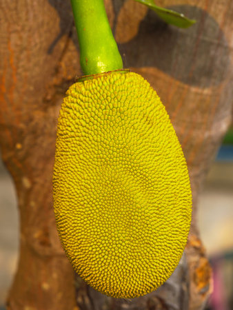 young jackfruit hanging on tree with green leaves background a sweet spiky skin fruit of jack tree...