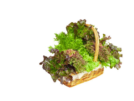 isolated mix salad lettuce vegetables in wicker basket with clipping path on white background a closeup texture of fresh hydroponic red oak and green salad leaves with water drops for healthy raw foodの写真素材